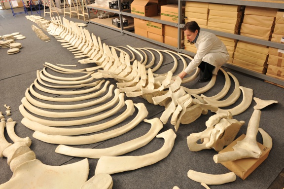 Assembling of a skeleton of young Fin Whale found in Piran Bay in 2003, the largest exhibit in the Slovenian Museum of Natural History