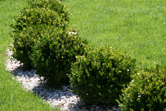Box or Buxus plants at the Arboretum Volčji Potok, particularly suitable for topiary