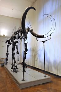 Mammoth skeleton, <!--LINK'" 0:39--> symbol