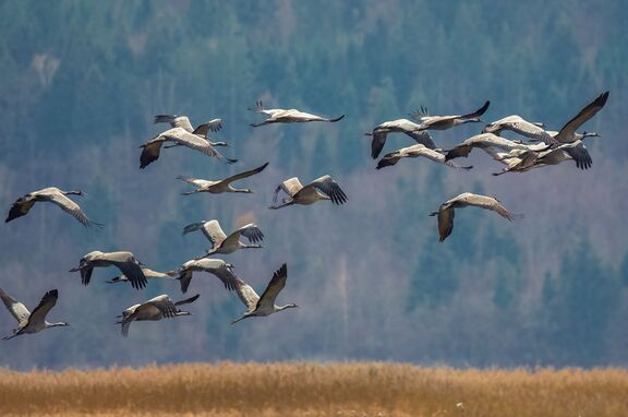 A flock of cranes at Lake Cerknica.