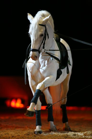 A Lipizzaner horse in a gait training session at Lipica Stud Farm, only stallions are trained for classical dressage and some of the best perform at the Spanish Riding School in Vienna