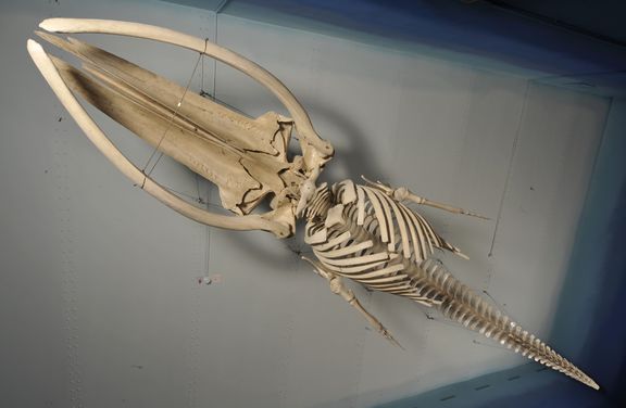A skeleton of a young Fin Whale found in Piran Bay in 2003, the largest exhibit in the Slovenian Museum of Natural History, 2011-2012