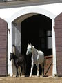 Lipica Stud Farm 2005 Lipizzaner horses.jpg