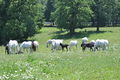 Lipica Stud Farm 2011 Lipizzaner horses.jpg