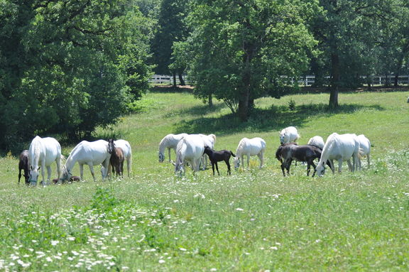 Lipizzaner horses grazing on one of the pastures of the Lipica Stud Farm, born black or bay the horses gain their grey coats in maturity. The grey is dominant for the breed, originally preferred by Hapsburg aristocracy