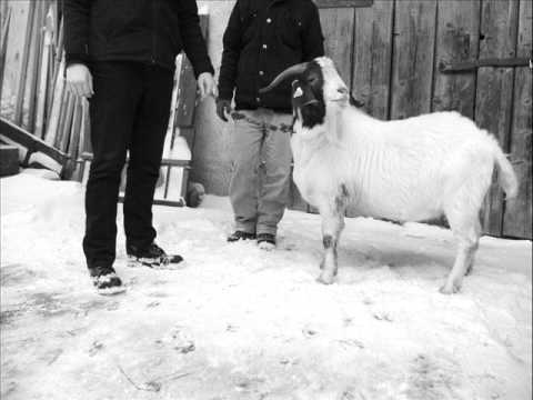 The Kojn - Slovenske ptičke